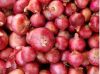 A Grade Medium Size Red Onion for Bulk Sales