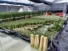 Lucky Bamboo-Dracaena Sanderiana