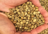 Robusta Green Coffee Beans - Indonesia origin