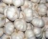 Garlic Fresh Available