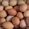 Fresh Brown Chicken Eggs for sale