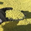 Best grade Sulphur Granular