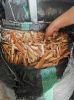 Dry snow crab shell