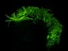 Sell novelty party product. Glow in the dark hair gel.
