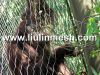 Sell stainless wire mesh for animal enclosure