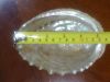 Sell Abalone shells