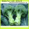 Fresh Broccoli