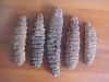Dried Sea Cucumbers (Sea Food)