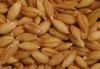 Barley Seed