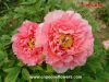 Sell chinese tree peony roots for sale