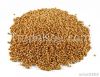 Sorghum