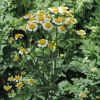 Tanacetum Parthenium oil