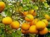 Sell kinnows fr citrus juice