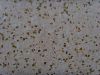 Sell Terrazzo Tiles