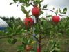 Pure Natural  Apples Extract /polyphenol