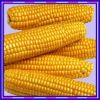  Maize | Maize Exporter | Corn Grain Seller | Maize Buyer | Bulk Maize Grain Importer | Corn bean Buyer | Corn bean Wholesaler | Corn Grain Manufacturer | Best Quality Corn Grain | Cheap Maize Supplier | Low Price Corn | Yellow Corn | White Cron | Baby Ma