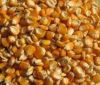  Maize | Maize Exporter | Corn Grain Seller | Maize Buyer | Bulk Maize Grain Importer | Corn bean Buyer | Corn bean Wholesaler | Corn Grain Manufacturer | Best Quality Corn Grain | Cheap Maize Supplier | Low Price Corn | Yellow Corn | White Cron | Baby Ma