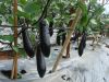 Sell EGGPLANT, TROPICAL FRUIT, SWEET POTATO, VEGETABLE