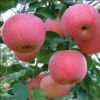 Sell fresh Fuji apple in carton