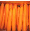 Sell Fresh Carrot