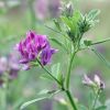 alfalfa seed