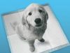 Pet Training Pad