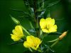 Sell Evening Primrose Oil