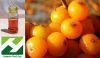 Sell Seabuckthorn Seed Oil