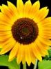 Export Refined Sunflower Oil | Pure Sunflower Oil Suppliers | Crude Sunflower Oil Exporters | Refined Sunflower Oil Traders | Raw Sunflower Oil Buyers | Pure Sunflower Oil Wholesalers | Low Price Sunflower Oil | Best Buy Sunflower Oil | Buy Sunflower Oil 