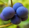 Sell Blueberry Fruit Extract(yueju extract) natural Anthocyanidins