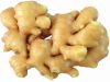 Sell Fresh ginger, dried ginger