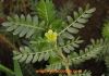 tribulus terrestris extract