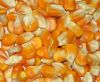 Sell yellow corn animal feed