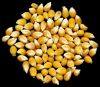  Maize | Maize Exporter | Corn Grain Seller | Maize Buyer | Bulk Maize Grain Importer | Corn bean Buyer | Corn bean Wholesaler | Corn Grain Manufacturer | Best Quality Corn Grain | Cheap Maize Supplier | Low Price Corn | Yellow Corn | White Cron | Baby Ma