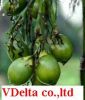 Sell: betel nut