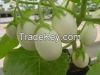 fresh eggs plant fr sale