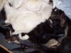 Sell Rabbit Fur Scraps