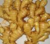 Sell fresh ginger in mesh bag/carton