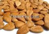 Apricot Kernels