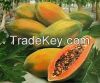 Fresh Papaya