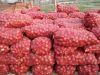 Sell Quality Fresh Red And Yellow Onion For Sale
