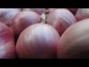 Sell red onion and season fruit from Thailand