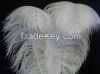 ostrich feather