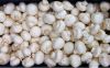 Fresh and Frozen Mushroom Different Types Available