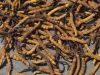 Sell Cordyceps Sinensis