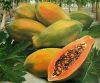 Sell Fresh Papaya