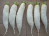 Sell Fresh Radish