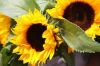 Export Refined Sunflower Oil | Pure Sunflower Oil Suppliers | Crude Sunflower Oil Exporters | Refined Sunflower Oil Traders | Raw Sunflower Oil Buyers | Pure Sunflower Oil Wholesalers | Low Price Sunflower Oil | Best Buy Sunflower Oil | Buy Sunflower Oil 