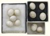 Parrot eggs, Timneh Grey eggs, Umbrella Cockatoo eggs, Palm Cockatoo eggs, Goffin Cockatoo eggs, Gallah Cockatoo eggs, Blue and Gold Macaw eggs, Scarlet Macaw eggs, 