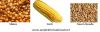  Maize | Maize Exporter | Corn Grain Seller | Maize Buyer | Bulk Maize Grain Importer | Corn bean Buyer | Corn bean Wholesaler | Corn Grain Manufacturer | Best Quality Corn Grain | Cheap Maize Supplier | Low Price Corn | Yellow Corn | White Cron | Baby Ma